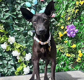 Photo of Azucar Dolce