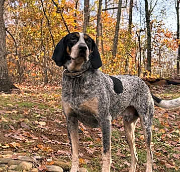 Photo of Lucky