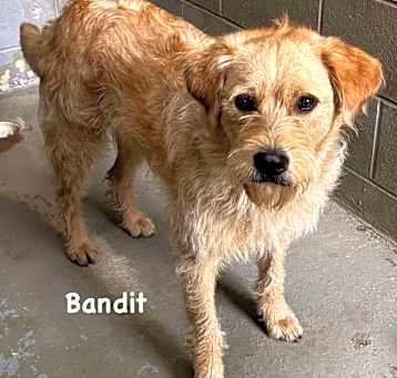 Photo of Bandit