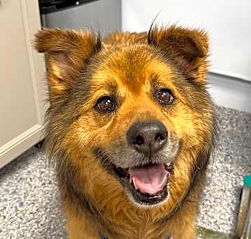 Photo of Sheeba