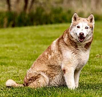 Photo of Kahlua