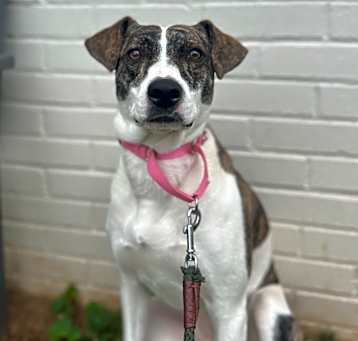 Photo of Brandy