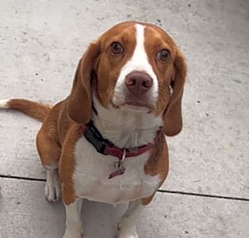 Photo of Sparky