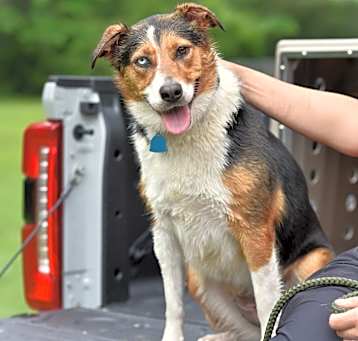 Photo of Lassie (Glassy) 