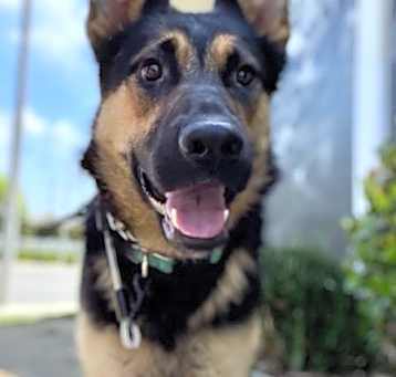 Photo of Sierra