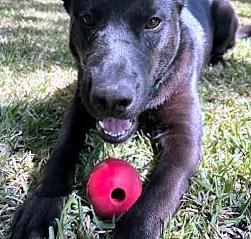 Photo of Hank