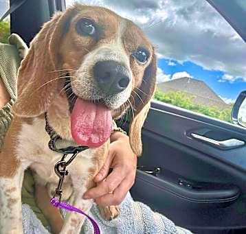 Photo of Rufus