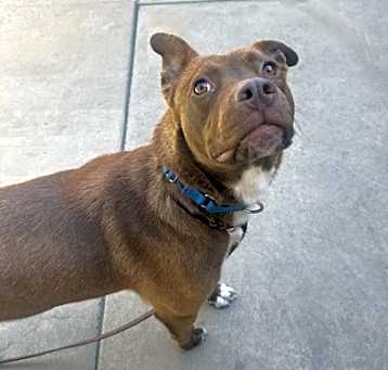 Photo of Rajah