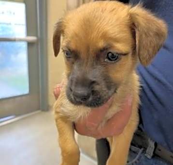 Photo of Honey 32462