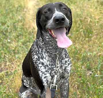 Photo of Sarge