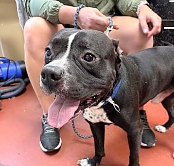 Photo of Diesel
