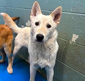 Photo of Copper