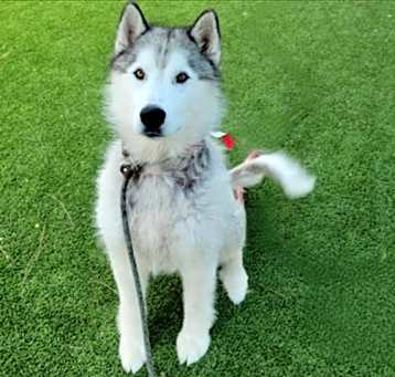 Photo of BRONCO