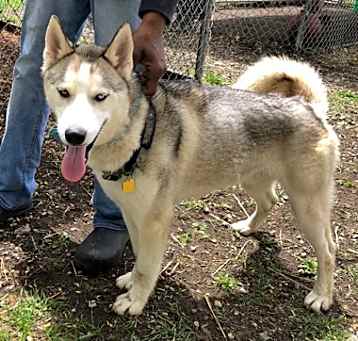 Photo of Nanook
