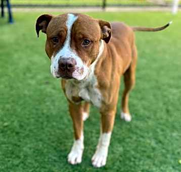 Photo of ROCCO
