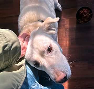 Photo of Pixie