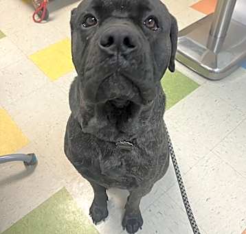 Photo of Diesel
