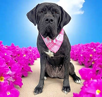 Photo of Carmella-ADOPT Me!