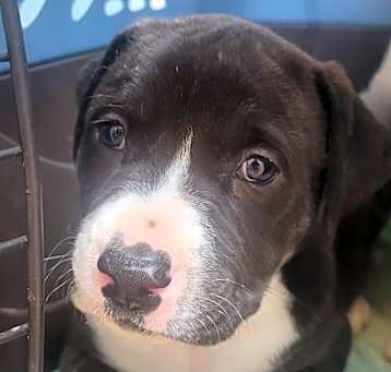 Photo of Tyson