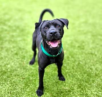 Photo of Buddy