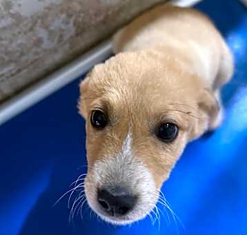 Photo of Dandelion