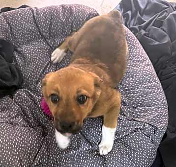 Photo of Dazzler