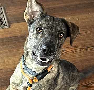 Photo of Dutch