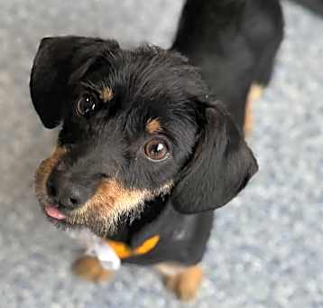 Photo of Ovi