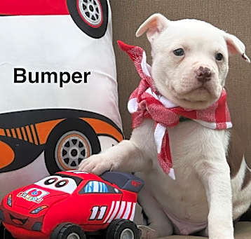Photo of Bumper