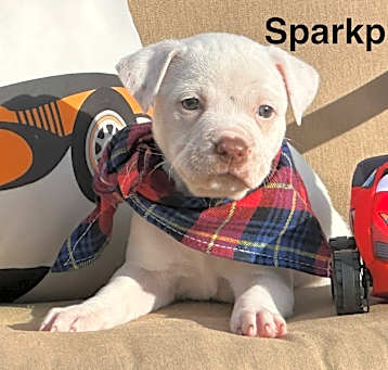 Photo of Sparkplug