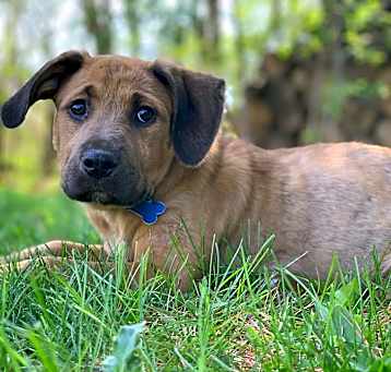 Photo of Atticus