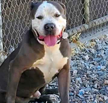 Photo of Buddy