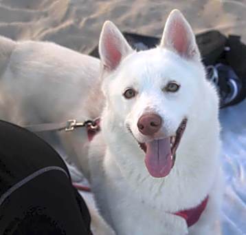 Photo of Akira