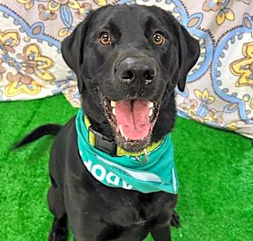 Photo of Duke
