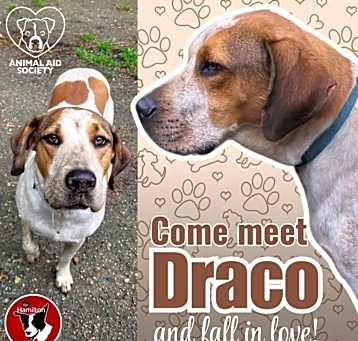 Photo of Draco