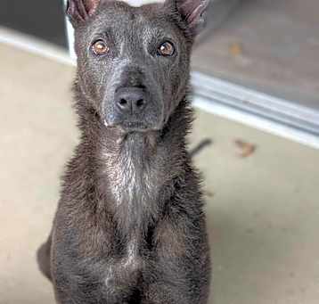 Photo of Apollo
