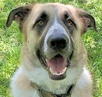 Photo of Rusty