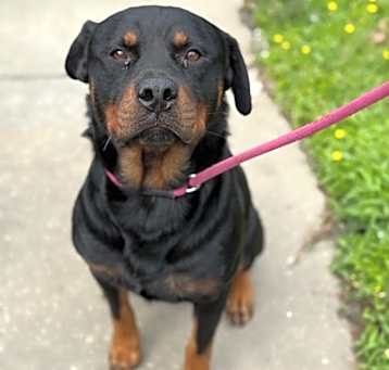 Photo of Shadow
