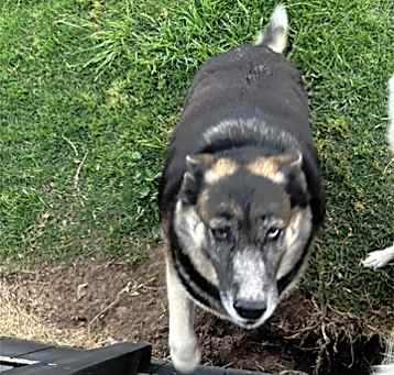 Photo of Luna