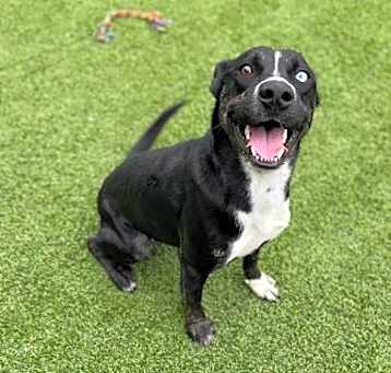 Photo of SMILEY