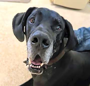 Photo of Rex
