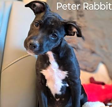 Photo of Peter Rabbit