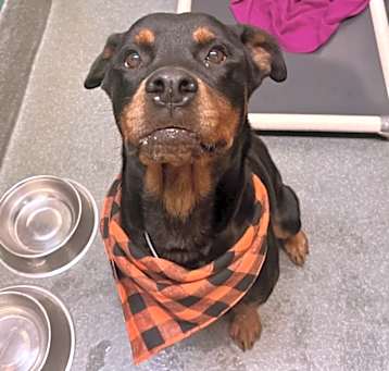 Photo of SHEBA