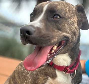 Photo of Josie