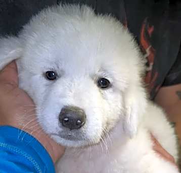 Photo of Iona SAT