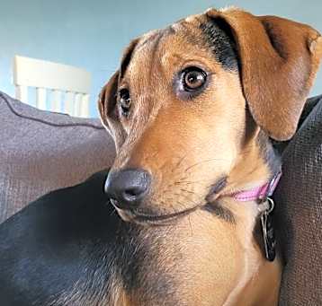 Photo of Lady