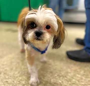 Photo of Spottie