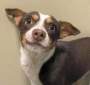 Photo of Tucker