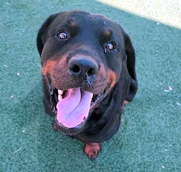Photo of Found stray: Rex - $75 Adoption Fee!  Diamond Dog!