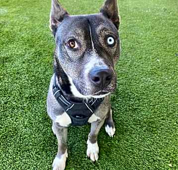 Photo of Goose